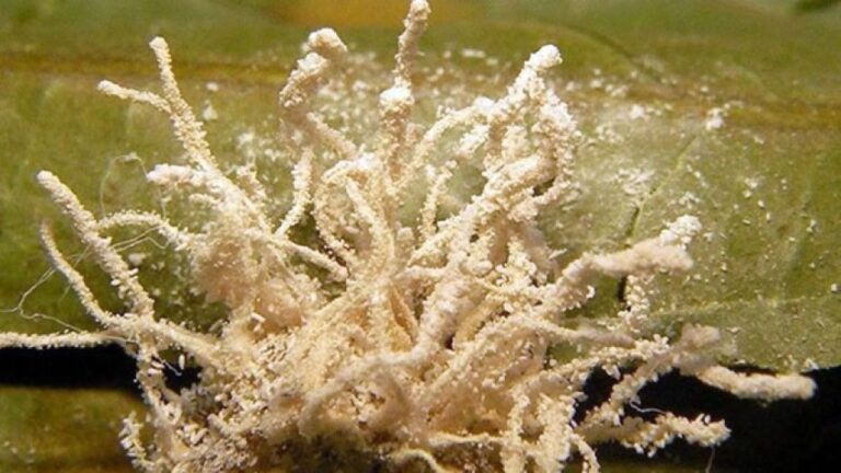 クモをゾンビ化させる新種の菌類をアイルランドで発見