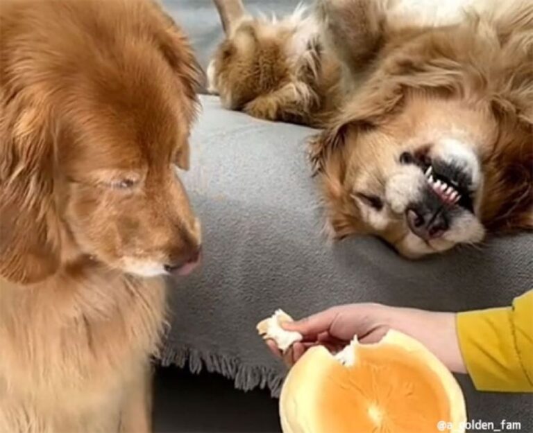食いしん坊ゴールデン！すべてのパンを独り占めしたかった犬のとった行動は？