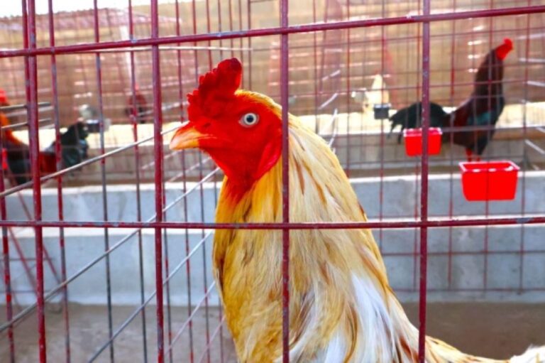 大家びっくり！賃貸アパートの部屋がいつのまにか養鶏場になっていた件（中国）