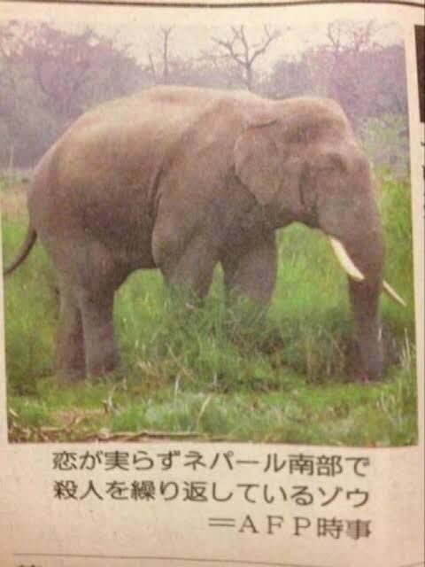 歴史上最も悪いことをした人間以外の動物の1個体ってなんなんや