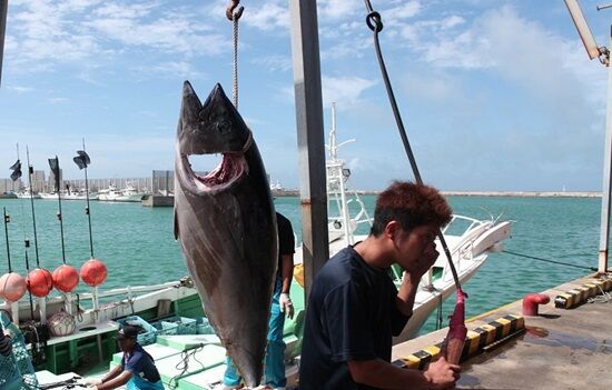 過酷なはずのマグロ漁業、若者が殺到する人気職になっていた！！！→その理由がこれ