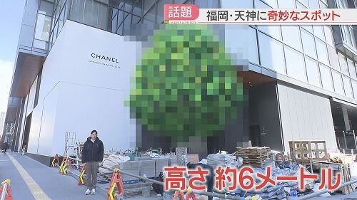 福岡・天神に「ゲームみたいな木」が出現！ナニコレ頭バグるうううう！！