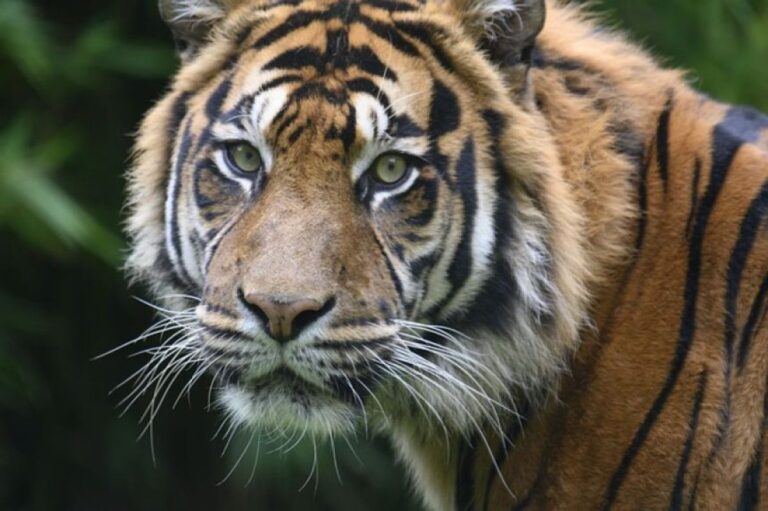 中国の動物園でトラの尿を「リウマチに効く薬」として販売。だが医学的根拠はなし