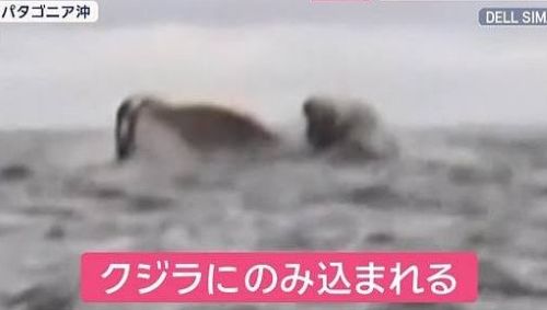 【動画】男性、クジラに飲み込まれる
