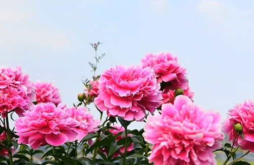 「立てば芍薬、座れば牡丹、歩く姿は百合の花」実はもともとは漢方薬の用語だった