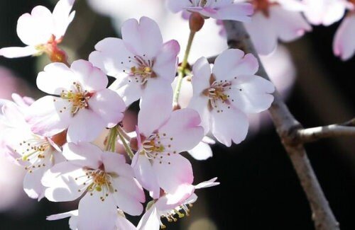 【朗報】真冬から一気に春！3月スタートから最高気温が20℃近くまで上がる所も！なお花粉