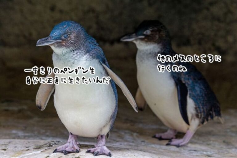 コガタペンギンの離婚率は人間の約10倍！本能に正直に生きていた