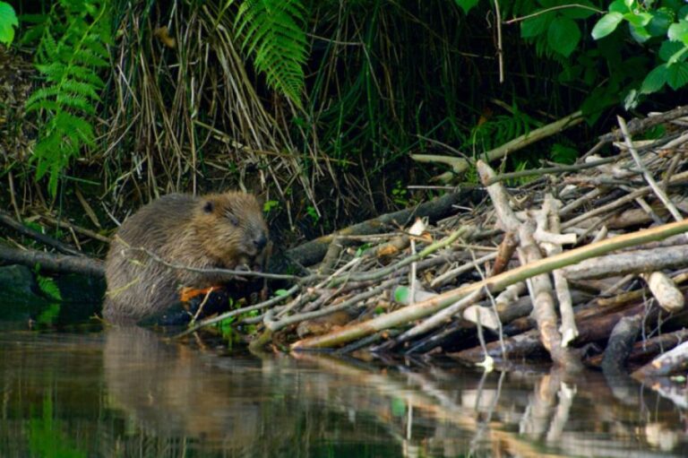 7年かけてダムを建設しようとしたところ、ビーバーがたった2日でダムを作ってくれた!