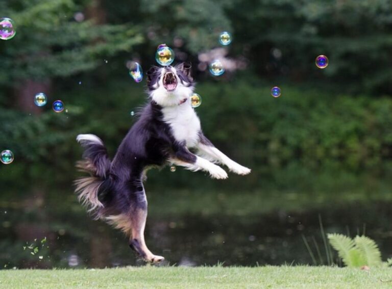 賢いだけじゃなかった！ボーダーコリーの嗅覚が狩猟犬よりも優れていることが明らかに