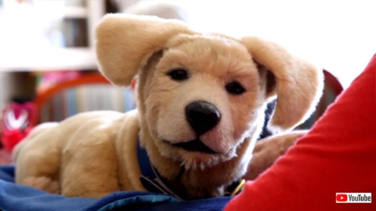 声や動きを忠実に再現！本物そっくりの子犬ロボットが、認知症の人々の心に寄り添う