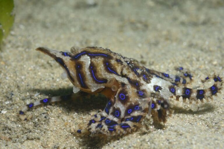 ヒョウモンダコのオスは、交尾中にメスに食べられないよう毒を注入することが判明