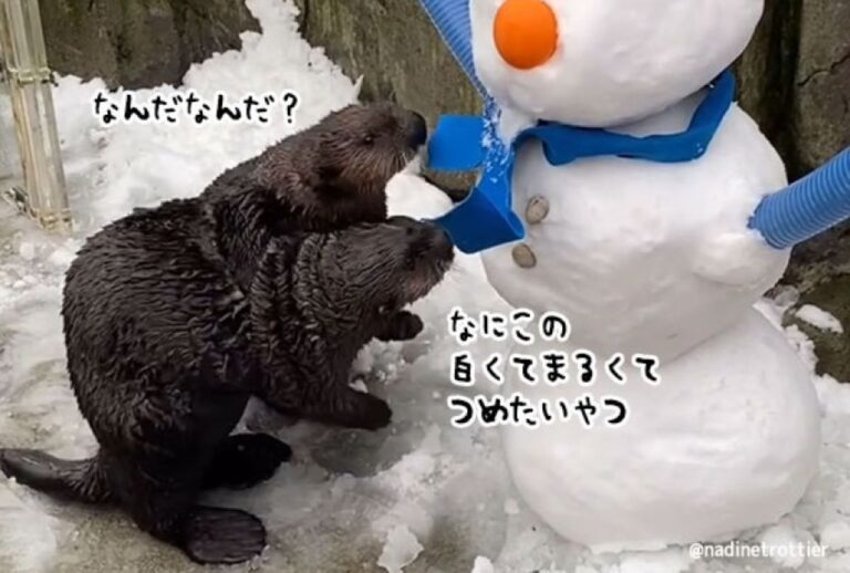 何これ何これ？2匹のラッコの子、はじめての雪だるまに大はしゃぎ