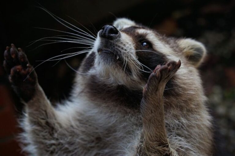 極秘任務か？アライグマたちが夜間の電線を綱渡りするミッション・インポッシブル
