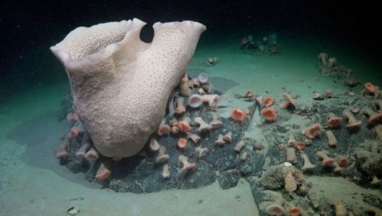 氷山の下に広がる未知の世界、南極の海底で発見された驚異の生態系