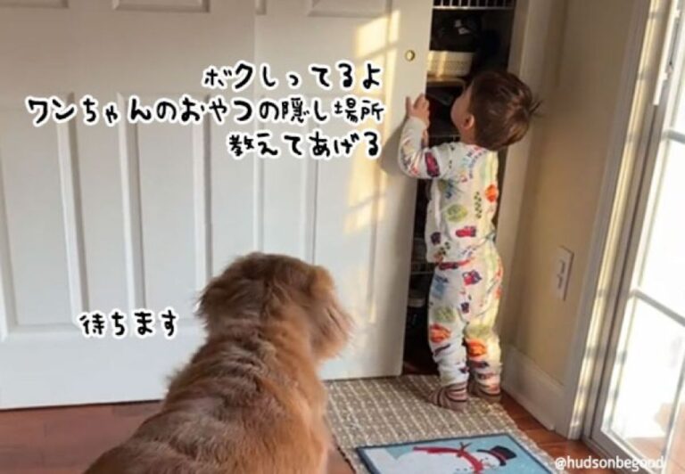 ボク知ってるよ。大親友の犬に犬用おやつの隠し場所を教えてあげた2歳の男の子