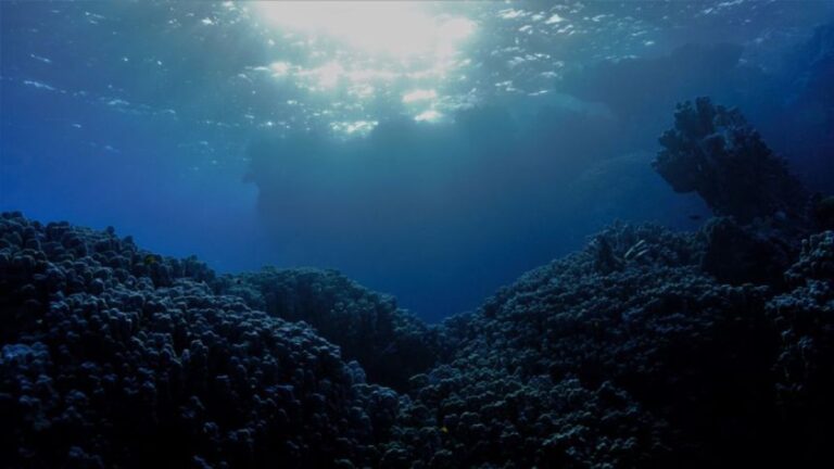 マリアナ海溝最深部で未知の微生物以上を約7千種発見！極限環境に適応した生命の神秘