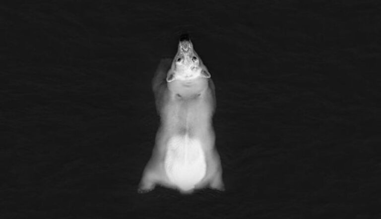 9日間泳ぎ続けるホッキョクグマ、極寒の北極海の知られざる物語