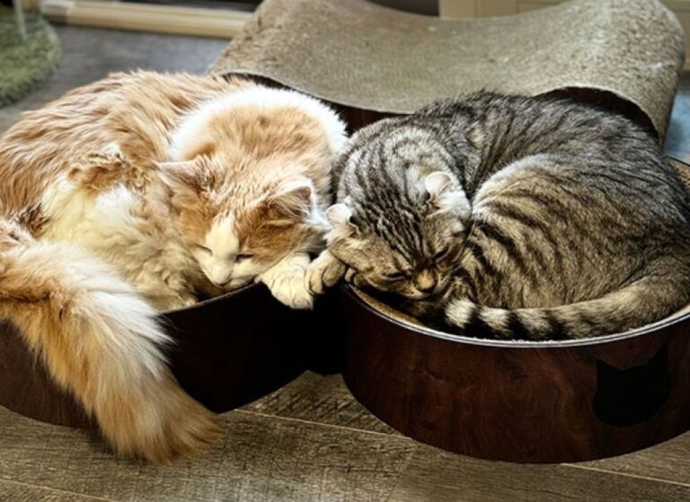 猫には友達が必要か？友達を作ってあげるべきなのか？動物行動学者が解説