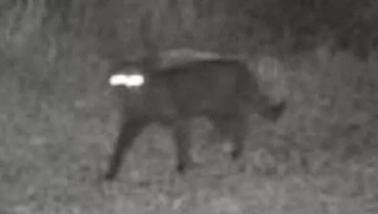 フロリダ州で謎の動物が出現し専門家も困惑。ネットで特定を呼び掛ける