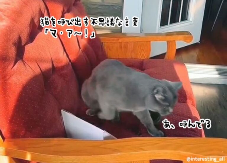 すぐに試したい。猫が集まる不思議な呪文、「マ・ア～！」を唱えてみた