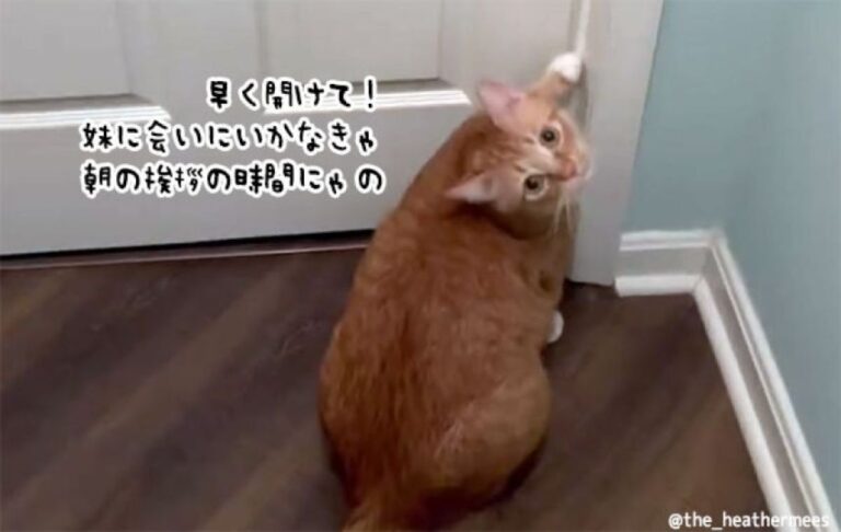 早く開けて！赤ちゃんに挨拶したいの！ドアの前で待機する茶トラ猫の毎朝の日課