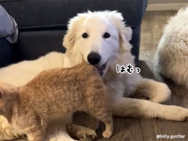 犬さんそれは食べ物じゃない！猫の尻尾をパクっとな