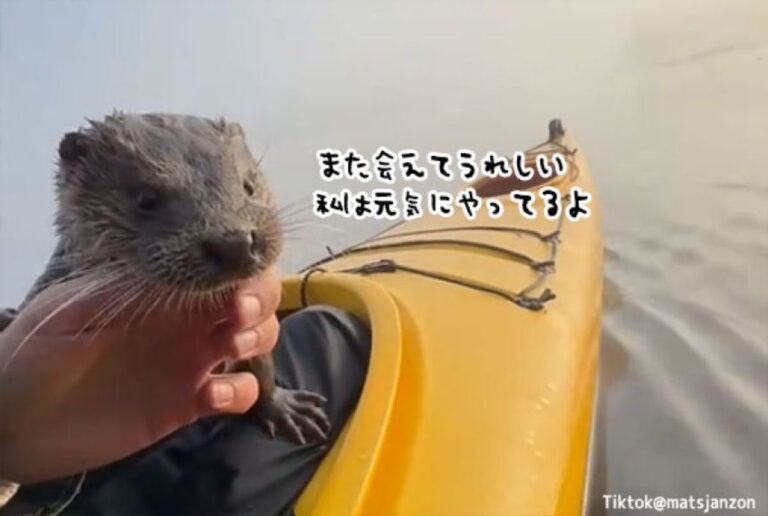 また会えた！喜びの声を上げながらカヤックに近づいてくる野生のカワウソと男性の物語