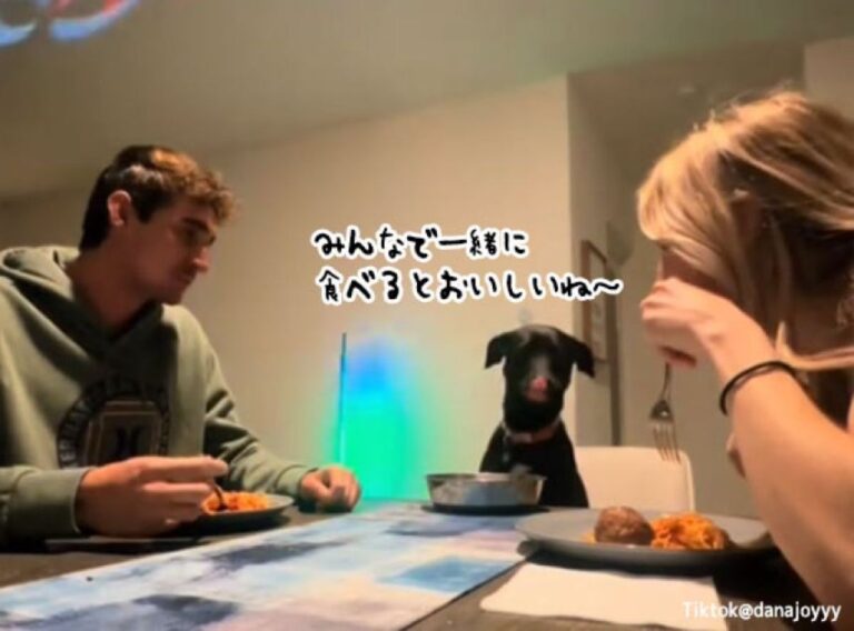 犬も家族の一員だから。同じ食卓を囲んで食事をする一家団欒の風景