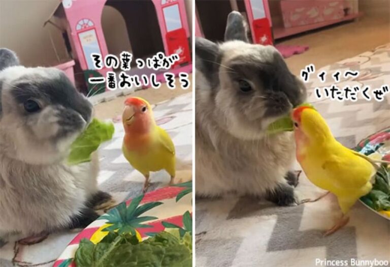 クレクレインコ。ウサギが食べている葉っぱを次から次へと奪い取る
