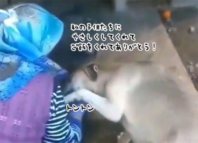 子犬たちに餌を与える女性にしぐさで感謝を伝えようとする母親の愛情に涙