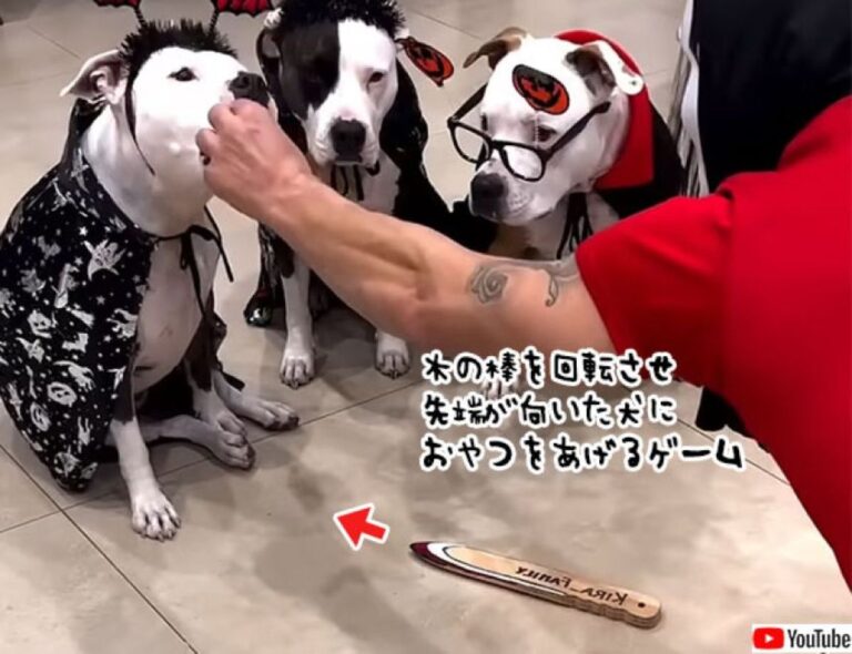 この中に悪知恵を働かせ、おやつをひとり占めにしようとした犬がいます！