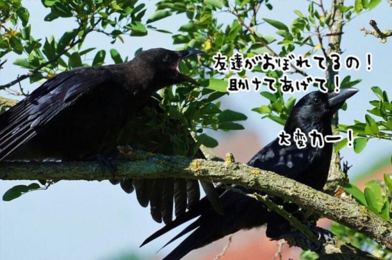 溺れている仲間を救うため、大声で鳴いて人間に助けを求めるカラスたち