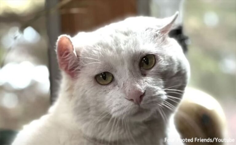 老人ホーム閉鎖で悲しみに暮れる猫、新たなホームが見つかり再び人々の心を癒やす存在に