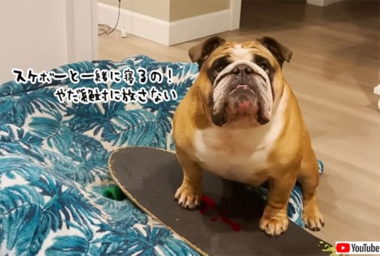 スケボーへの愛が止まらない犬。寝るときも一緒じゃなきゃ嫌とダダをこねる