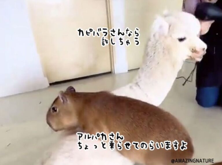 アルパカを踏みつけても怒られないどころか歓迎されるのはカピバラだけ