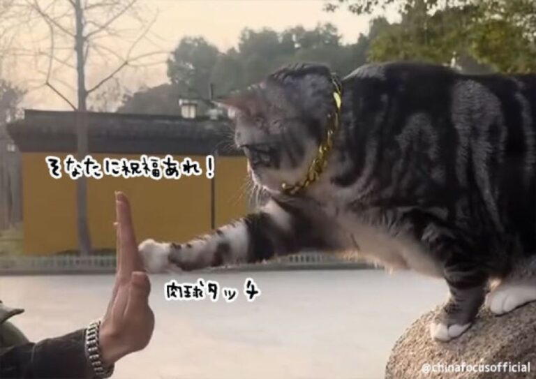 リアル招き猫。参拝者と手を合わせて祝福を祈ってくれる寺院の猫