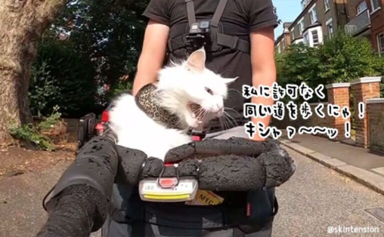 こっちくんにゃ！散歩中に出会った全ての犬にシャーッ！と威嚇しまくる猫
