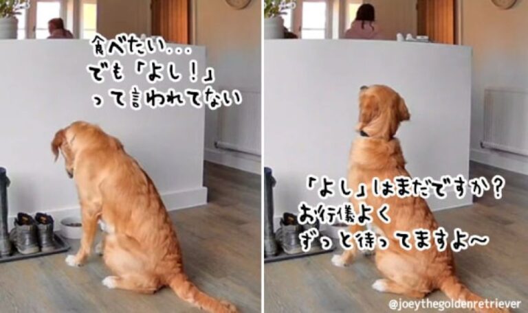 早く気づいてあげて！「よし」の合図がでるまで待ち続ける犬に心がギュっとなる