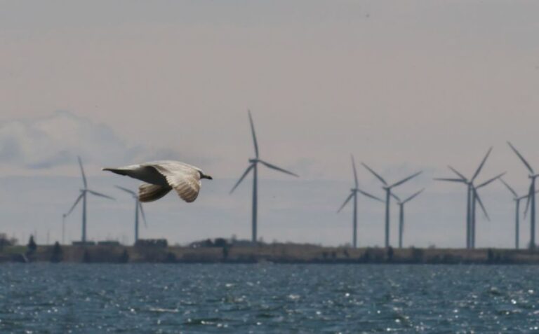 鳥の衝突を防ぐため、風力発電機を黒く塗る試みがイギリスで開始される