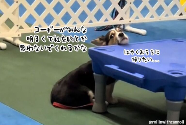 コーギーが初めて犬の社交イベントに参加。内気でシャイで気まずさ炸裂
