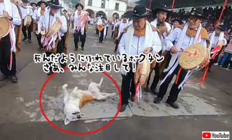 パレードの一団が通る広場のど真ん中で死んだふりをする犬の華麗なる演技