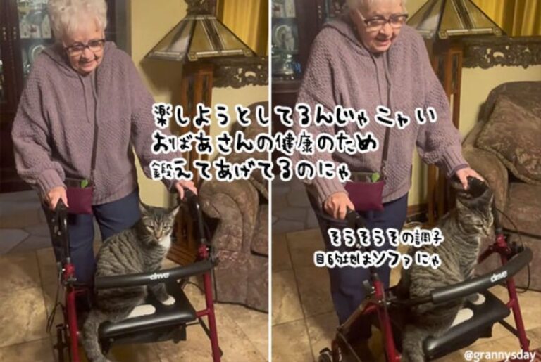 おばあさんが歩行器を押すと必ず乗ってくる猫