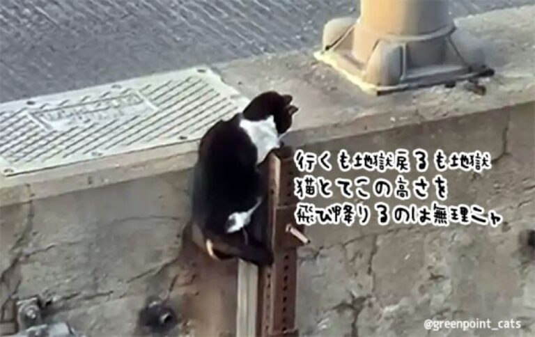 行くも地獄、戻るも地獄。高さ15mの高架道路の側面で宙ぶらりんとなった猫の救助物語