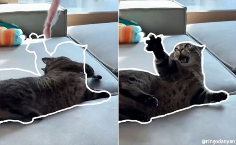 猫がぴったりと枠にはまる瞬間が気持ちいい！と評判のくせになる猫動画