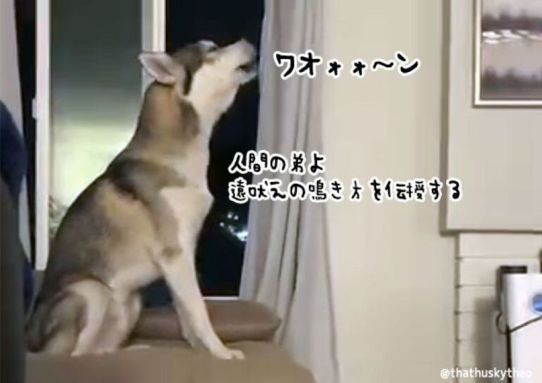 家族に生まれた赤ちゃんに、遠吠えを伝授しようと目の前で鳴き方を教えるハスキー