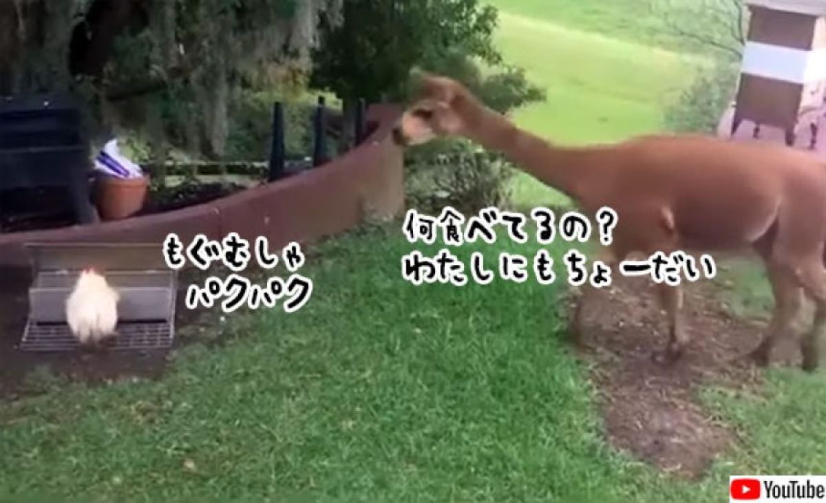 誰が鳥頭だって？ニワトリが自分の餌を食べようとするアルパカを巧みに出し抜く