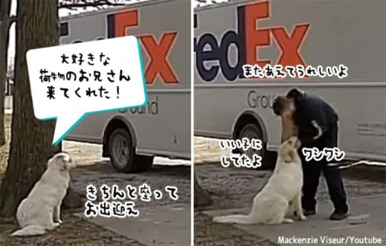 配達員が大好きな犬。出迎えから見送りまで完全エスコート！荷物と一緒に写真撮影も