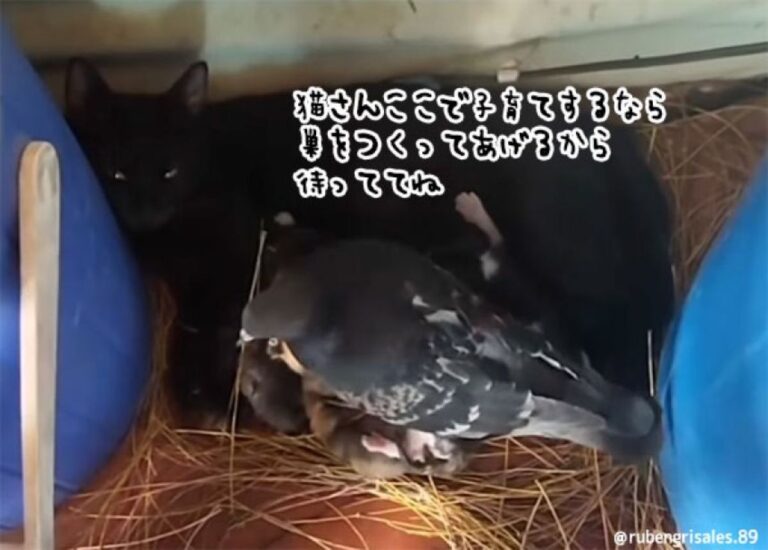 やさしい世界。出産する猫のために巣を作り、子猫たちを温めて育児を手伝う鳩