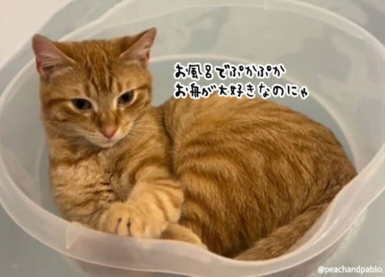 先祖は船乗り猫だった？お風呂でぷかぷか浮かぶのが大好きな茶トラ猫