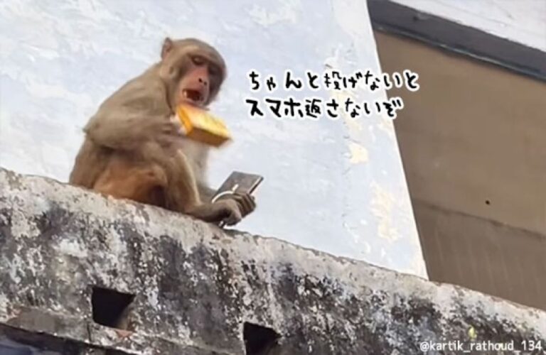 盗んだスマホと引き換えに食べ物を要求するモンキービジネスが完全に定着している件